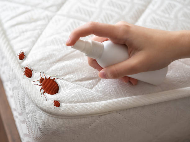 Pest Control Cost in Los Ranchos, CA